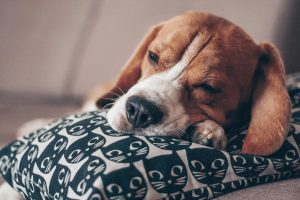 A photo of a sleeping dog with long floppy brown ears and a white nose, lying with it's head on a cushion with a black and white cat pattern